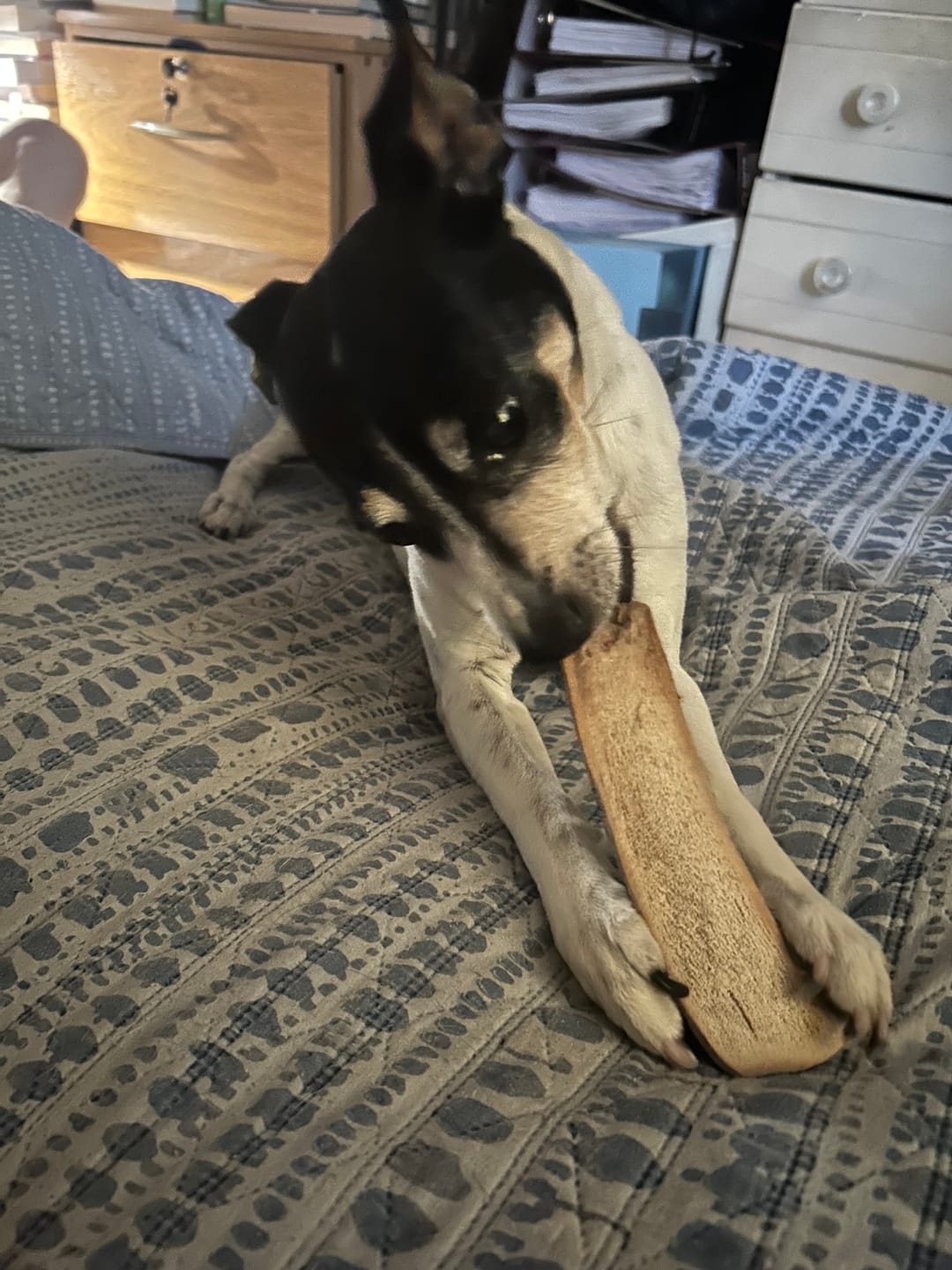 Customer photo review of Asta de ciervo para perros - Principiante