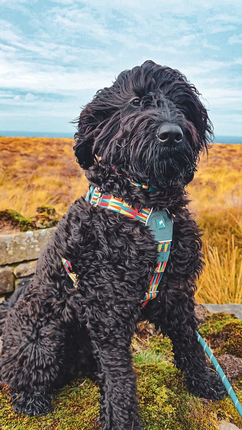 Customer photo review of Horizon Harness
