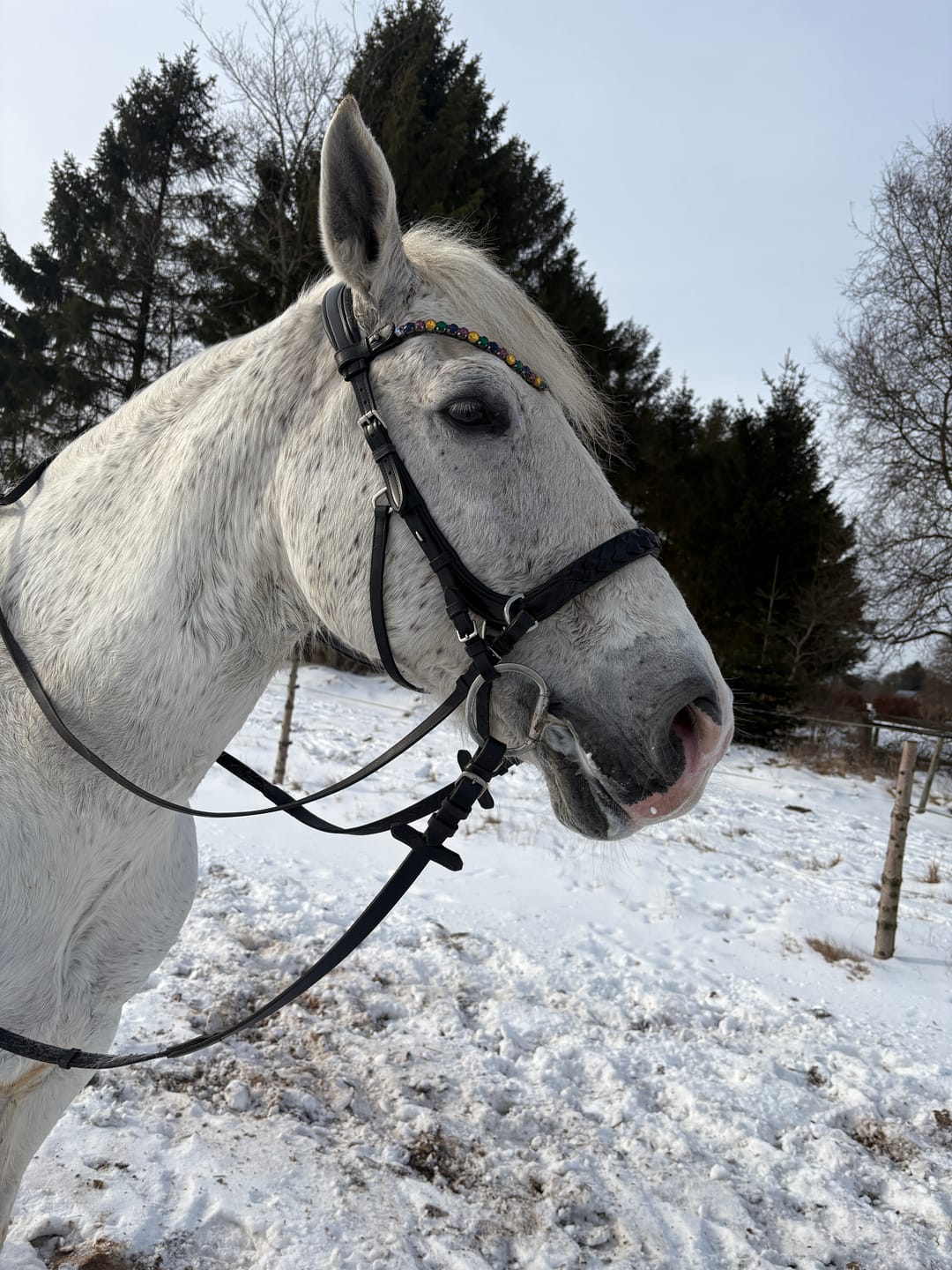 Customer photo review of Odessa Bonita Multi bridle padded - MASEGO bit to bitless system - SILVER
