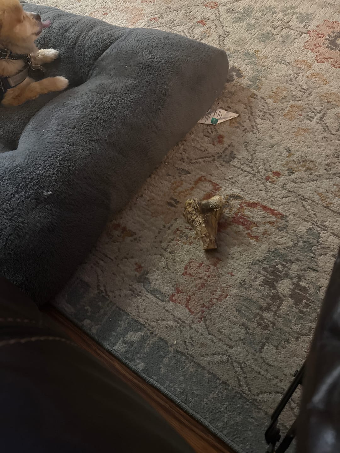 Customer photo review of Ostrich Knuckle (Medium – 4" x 3"): The Perfect Chew for Small to Medium Dogs & Sensitive Stomachs