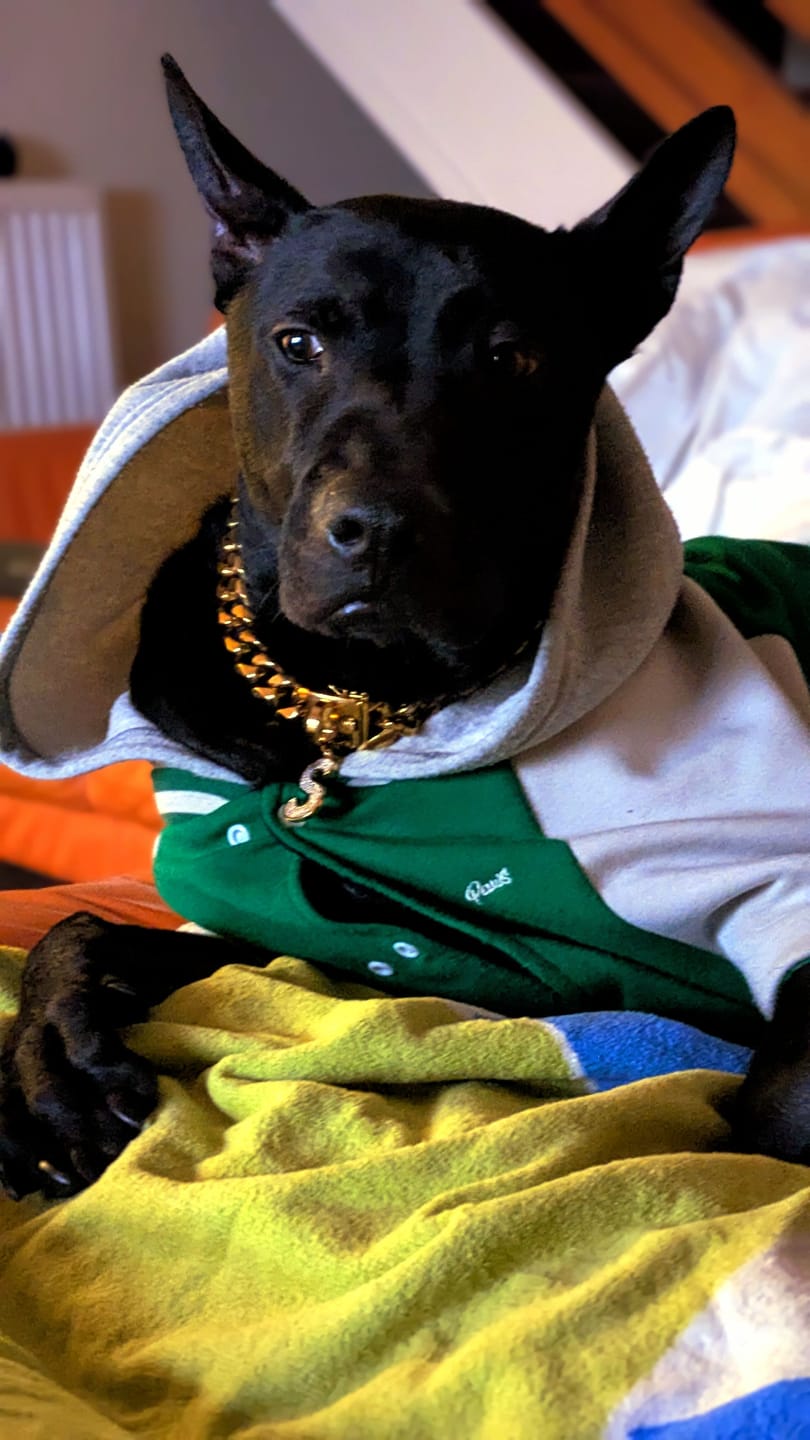 Customer photo review of Cuban Link Chain Dog Collar - Gold