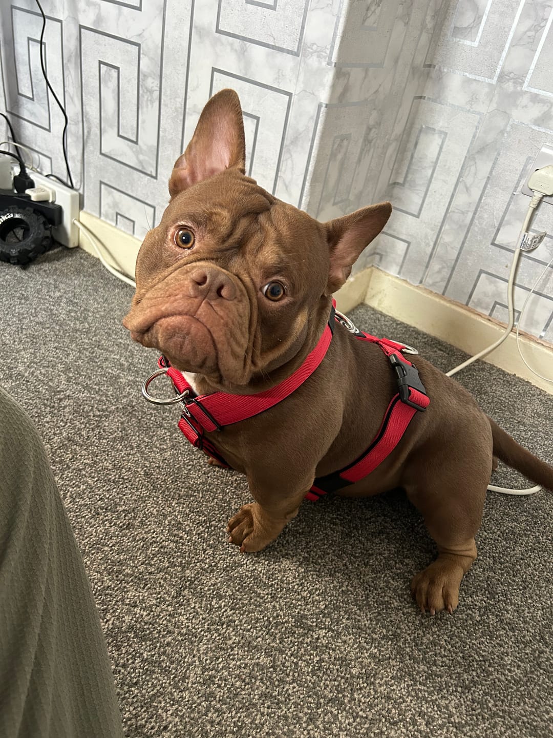 Customer photo review of Training Anti Pull TRI-Harness® | M-XL Breeds - Red