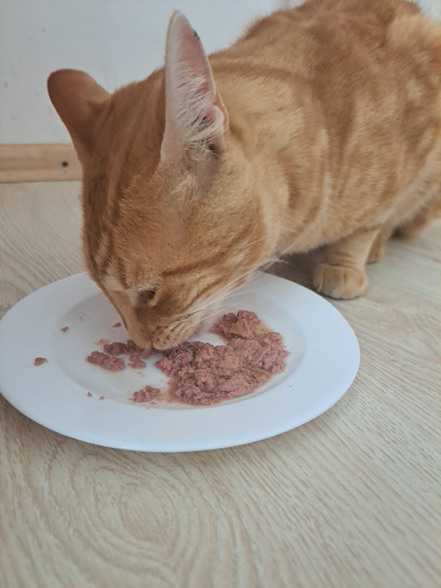 Customer photo review of Calibra Cat Life Adult Sterilised Lata Pato