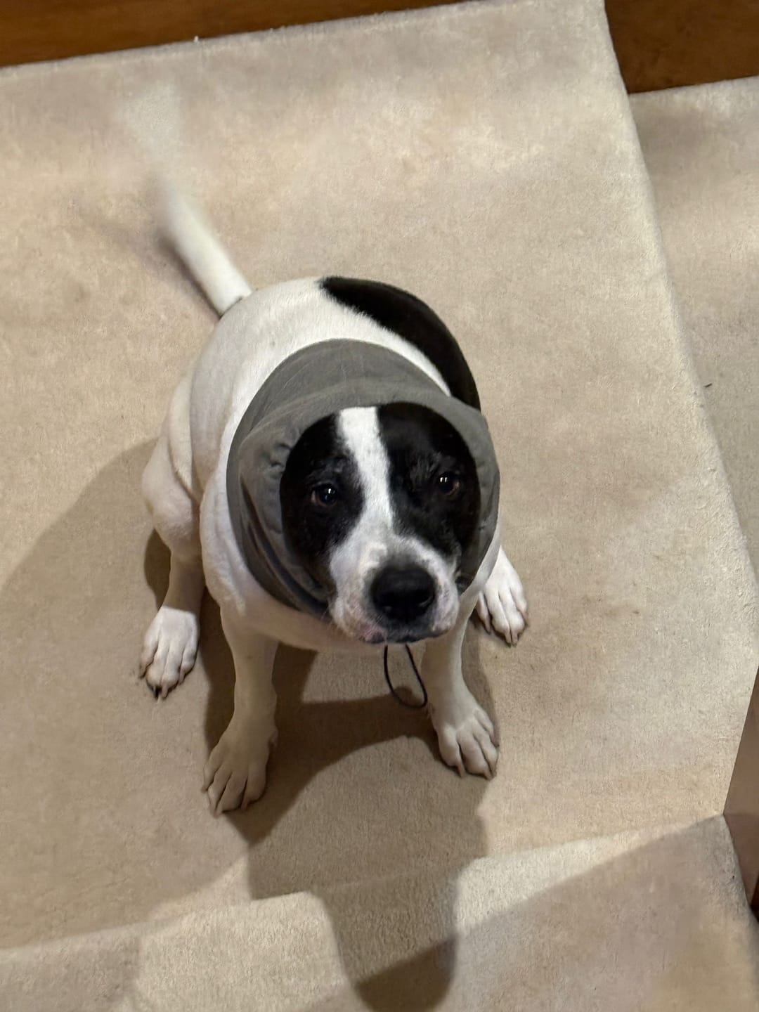 Customer photo review of Anxiety Calming Dog Earmuff Protector