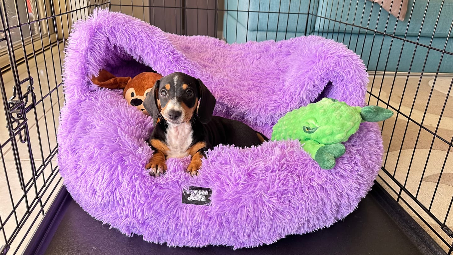 Customer photo review of Oodle-Doo Burrow Bed