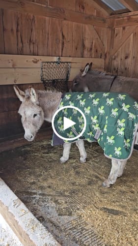 Customer video review of Hay Chix® Gift Card SALE