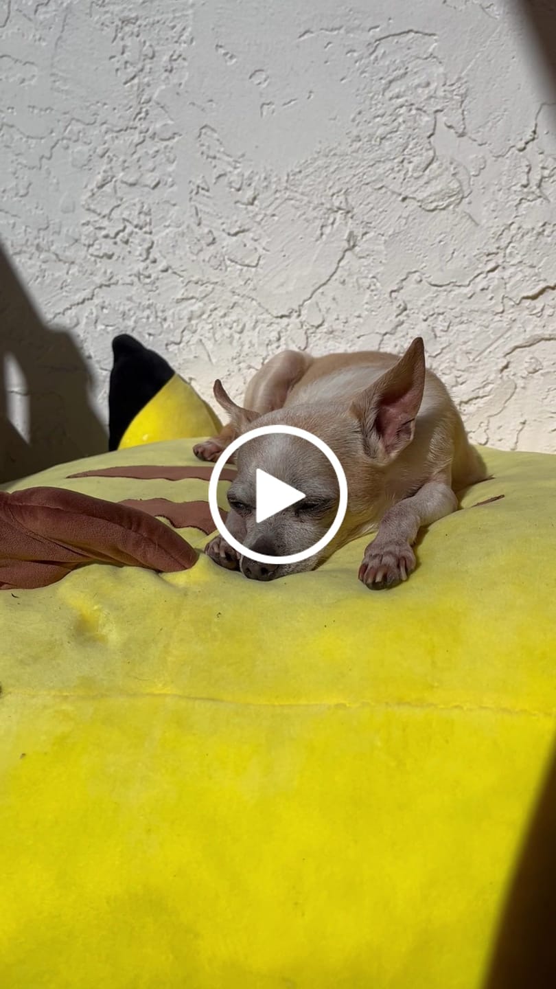 Customer video review of KING KALM CBD 75mg - Cat & Small Dog Formula  20lbs or less