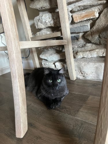 Customer photo review of Cat Cold, Sneezing & Respiratory Support Remedy