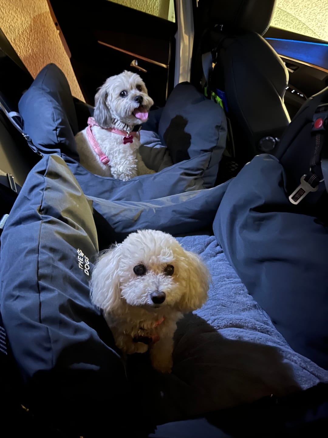 Customer photo review of Asiento Primera Clase THE DOGS — Viajes seguros y cómodos