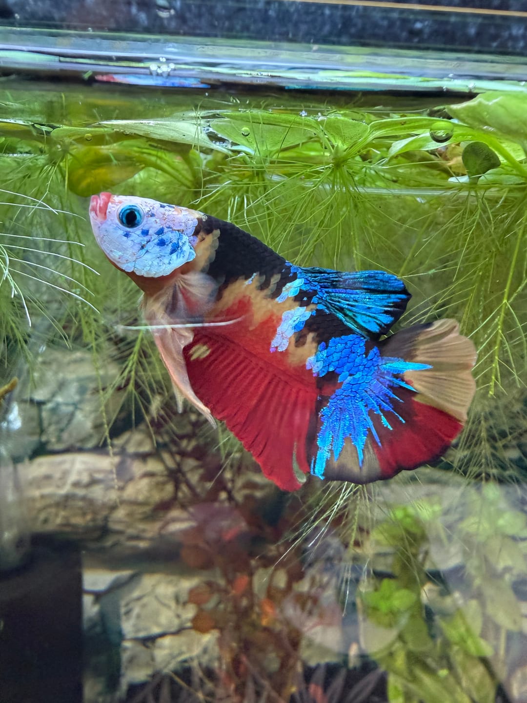 Customer photo review of Multicolor Yellow Base Plakat Male Betta Fish | Order Directly From Farm |  You Pick Fish