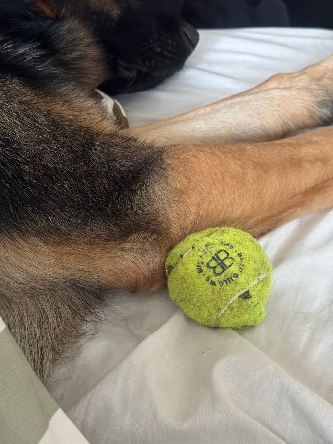 Customer photo review of Dog Tennis Balls