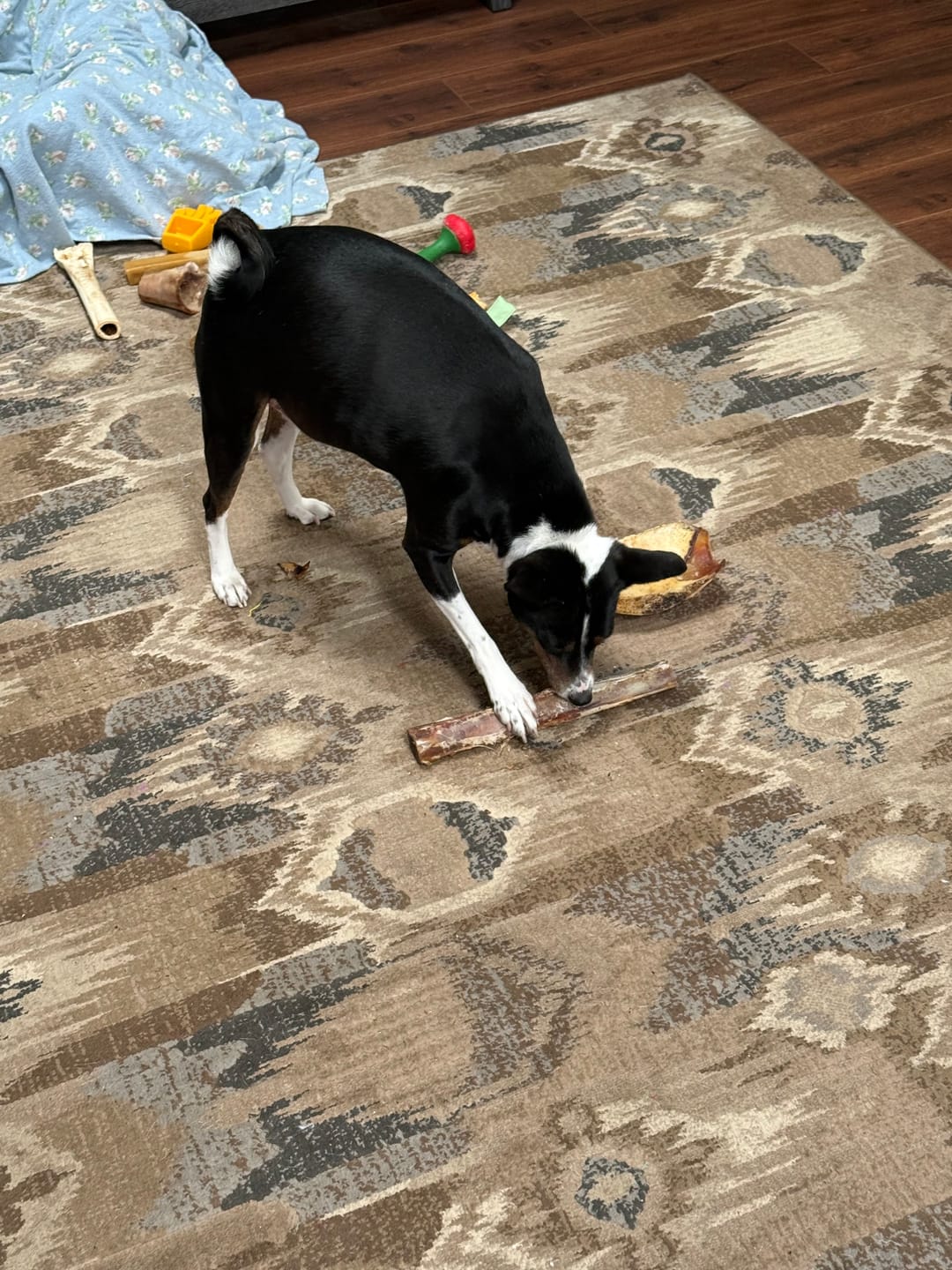 Customer photo review of Ostrich Tendon Twister (16" x 2.5" x 1"): The Satisfying, All-Natural Chew for Dental Health & Joint Support