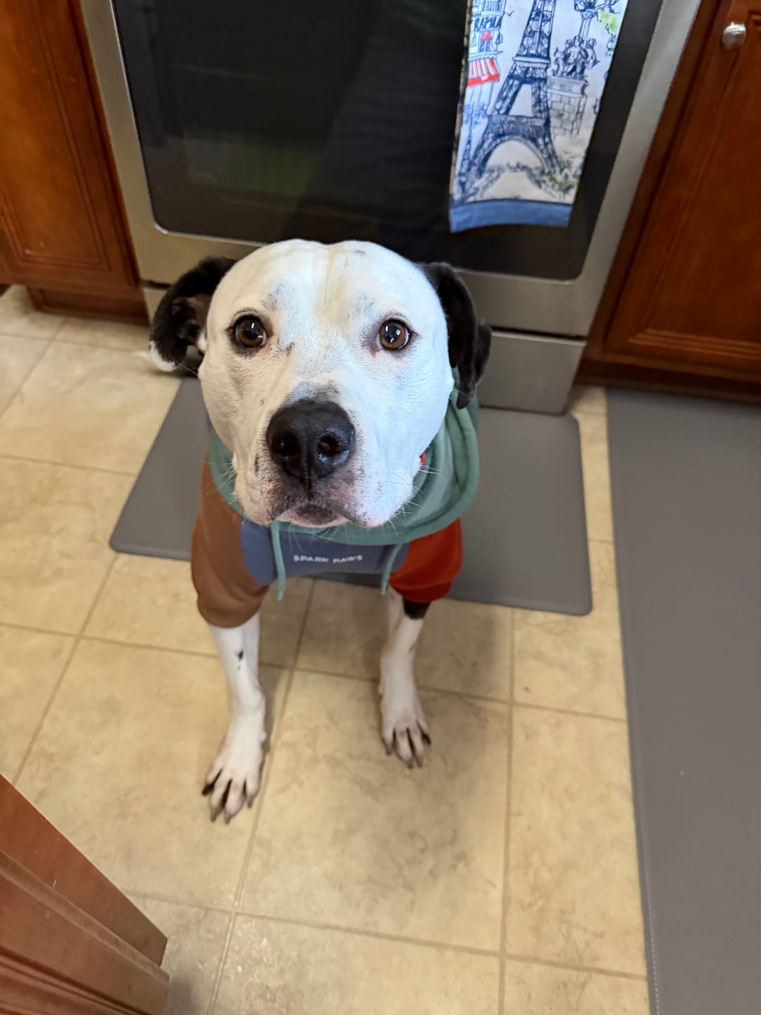 Customer photo review of Alpine Dog Hoodie
