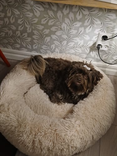 Customer photo review of CalmBed - För hundar som förtjänar att sova skönt