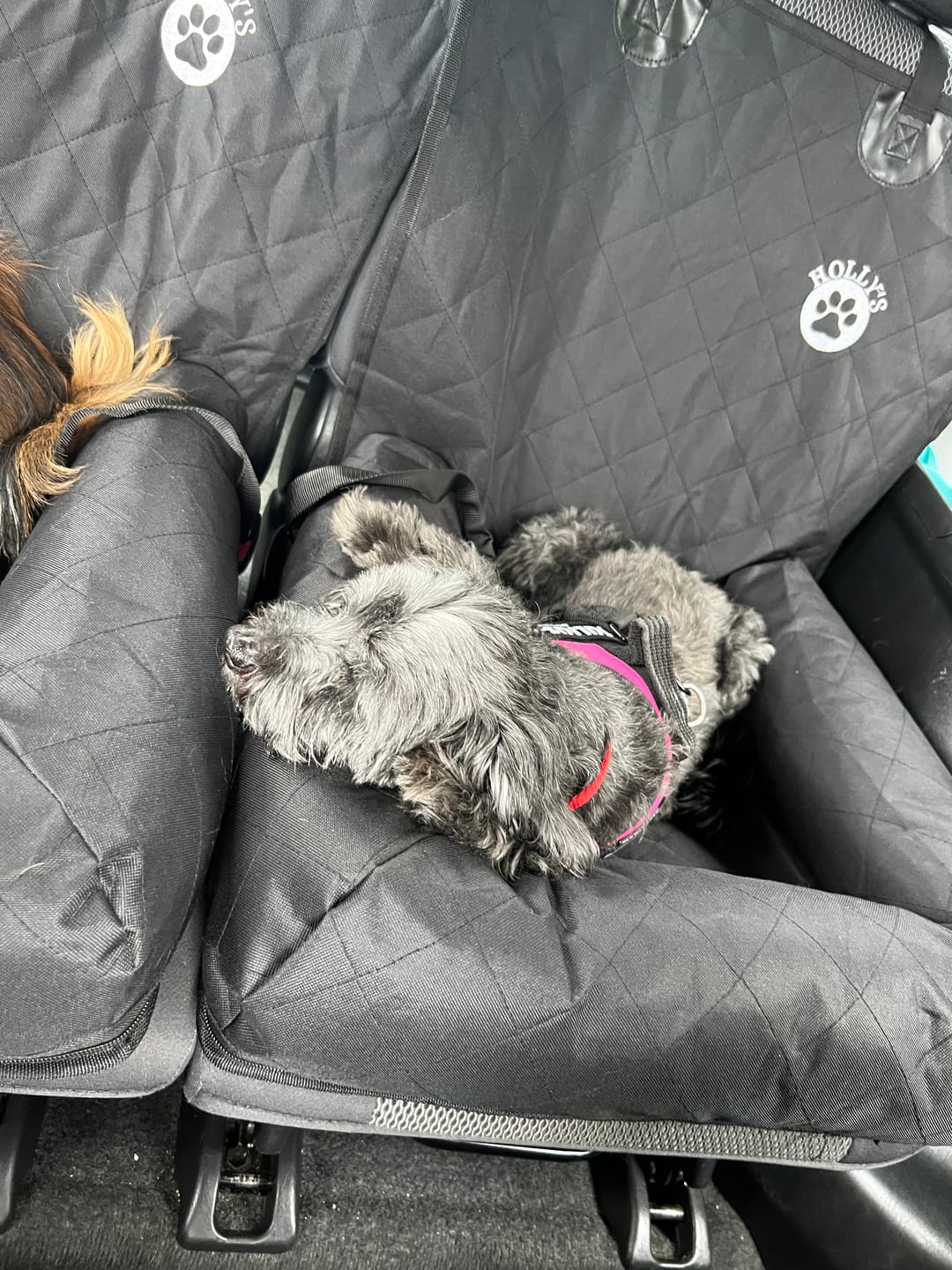 Customer photo review of Pet Seat Belt