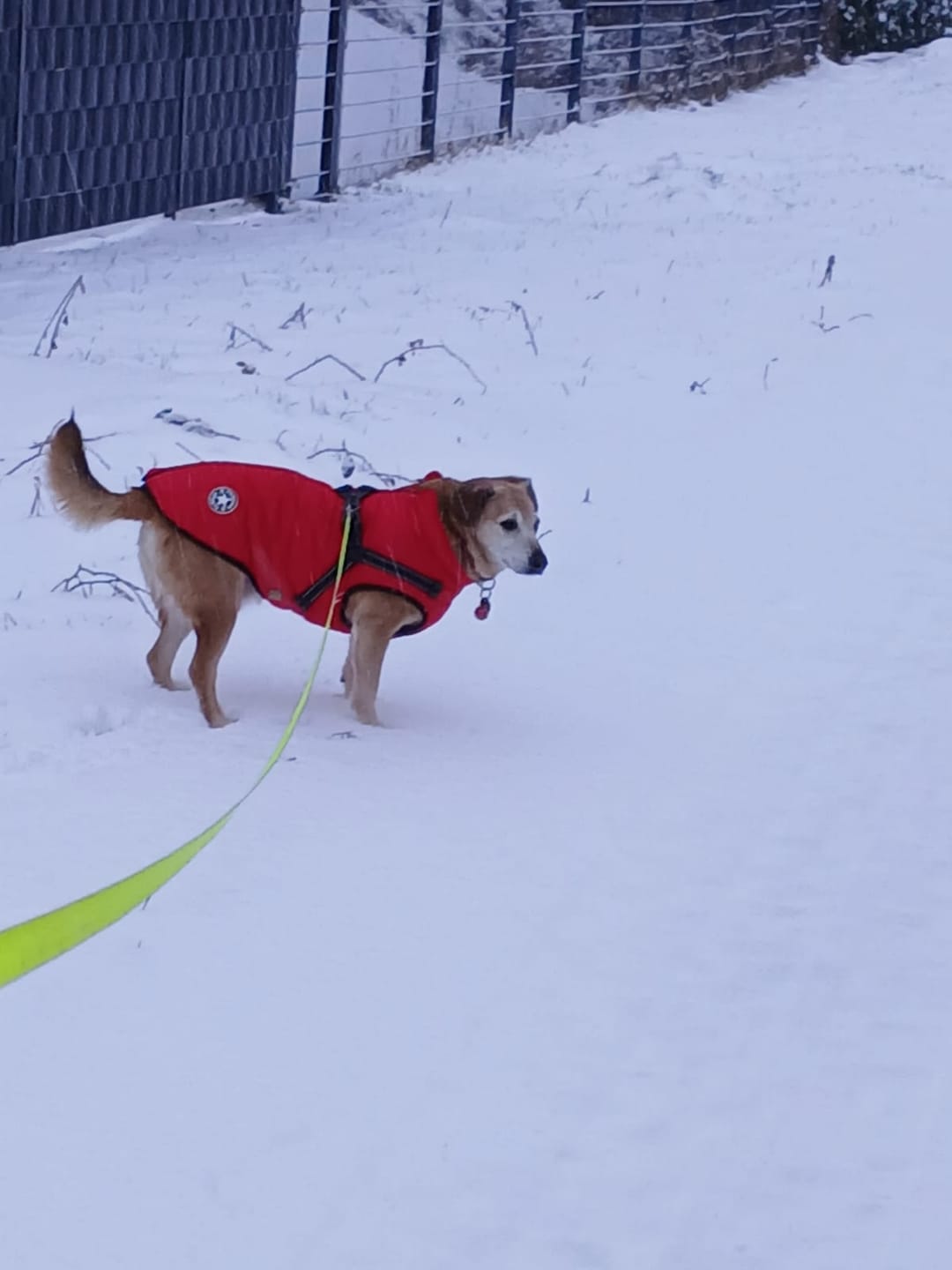 Customer photo review of Emmalove - Wasserdichter Hundemantel Extreme