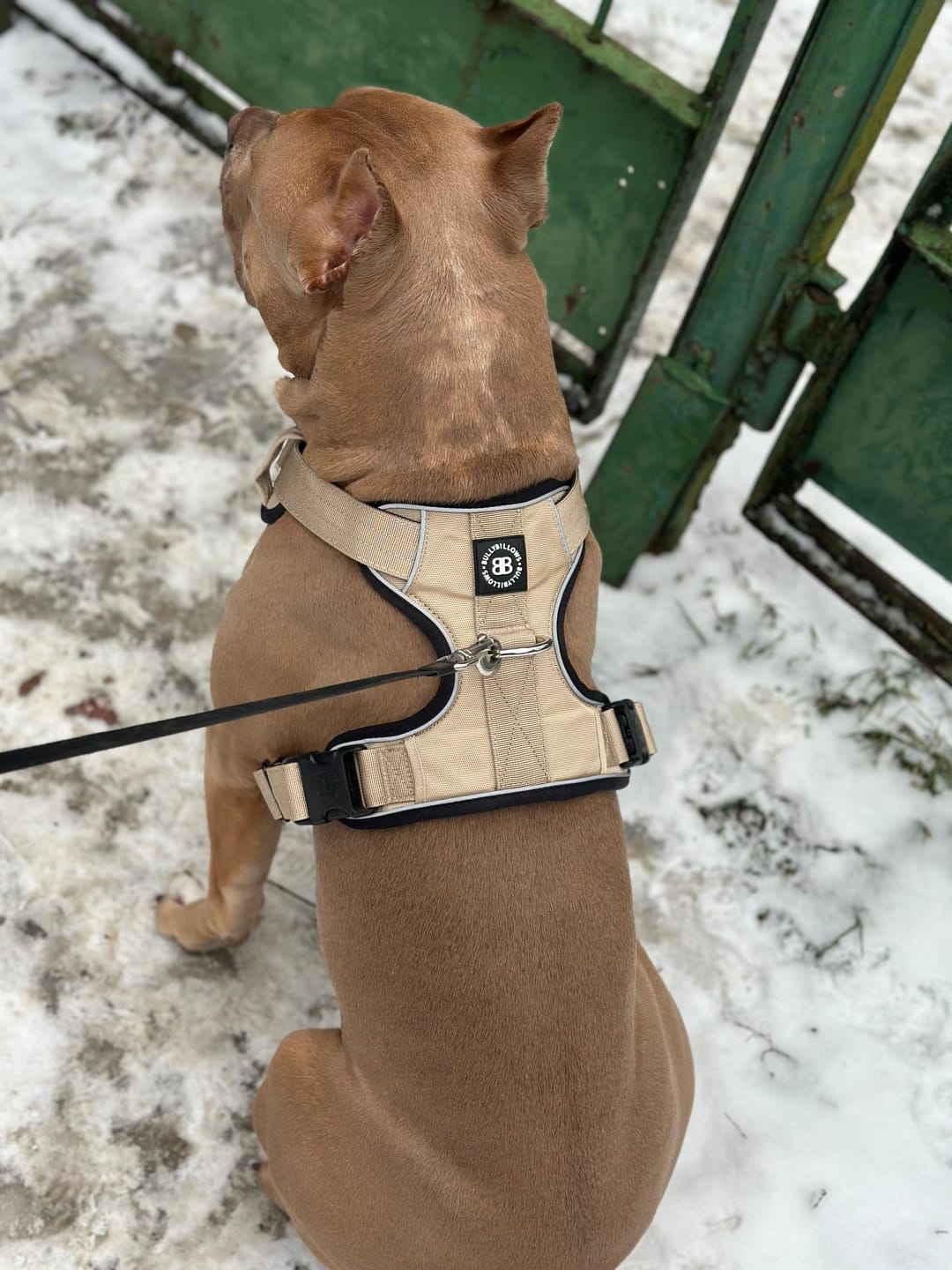 Customer photo review of Comfort Premium Harness | Non Restrictive - Tan