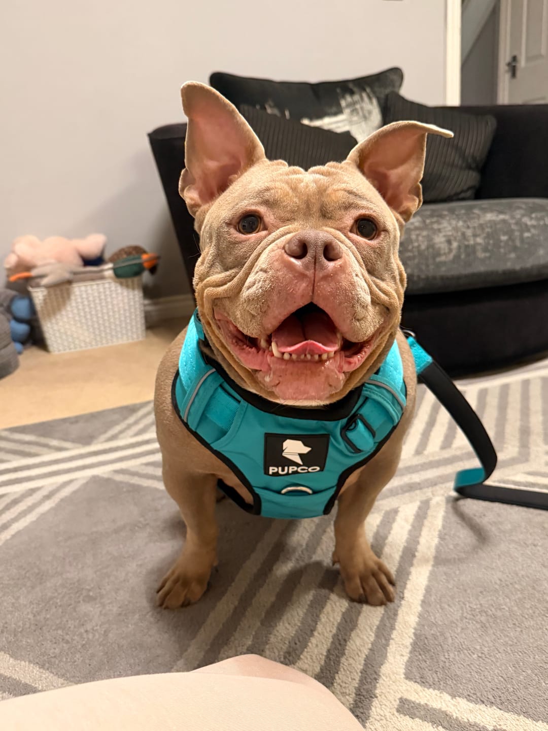Customer photo review of Prime harness - Turquoise