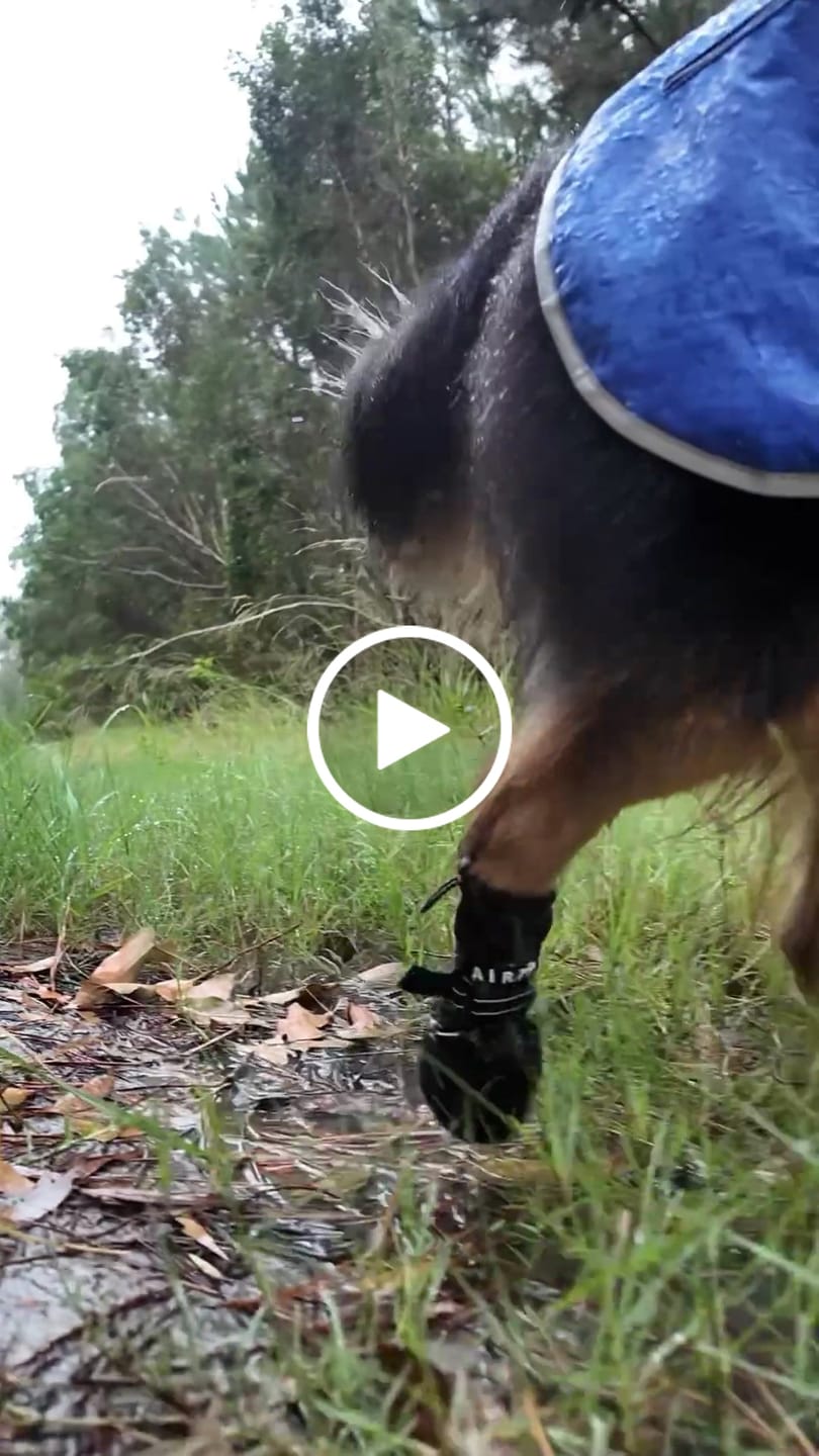 Customer video review of AIR PUP DOG BOOTS - SET OF 4