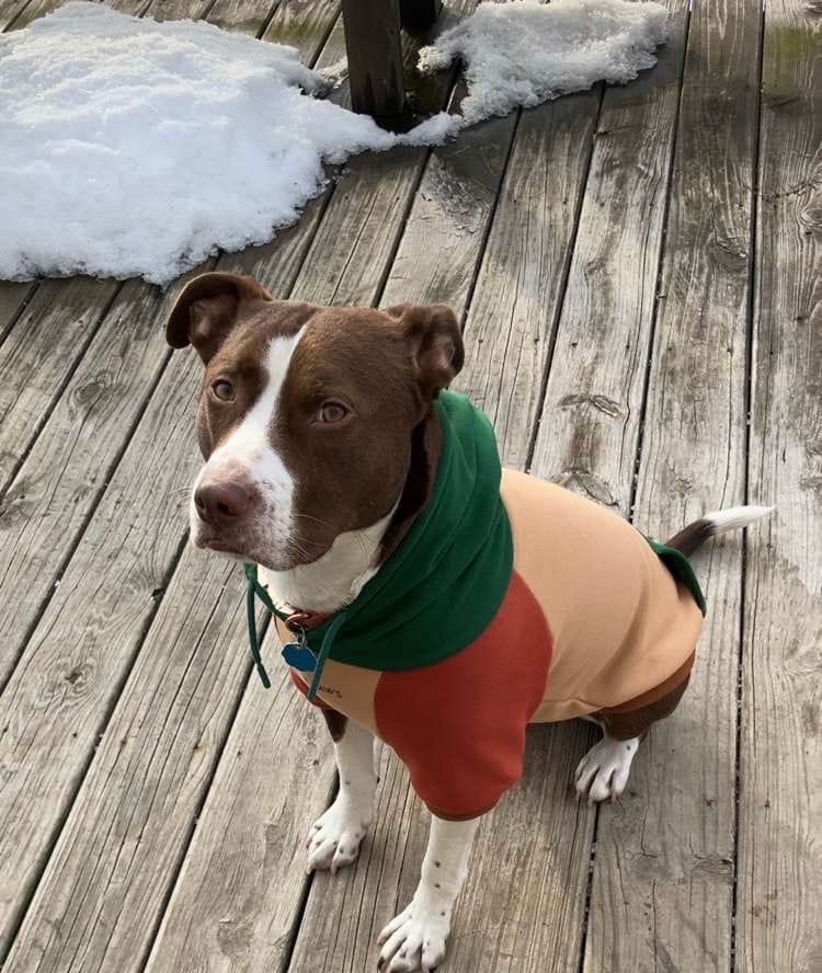 Customer photo review of Ranger Dog Hoodie