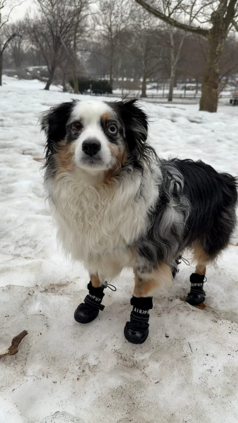 Customer photo review of AIR PUP DOG BOOTS - SET OF 4