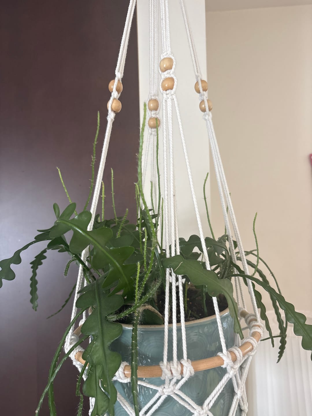 Customer photo review of Kelpy Food for Plants