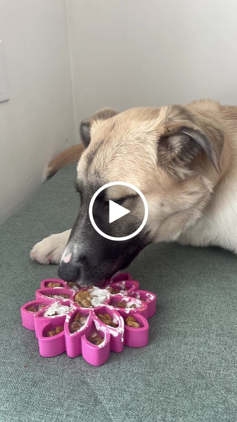 Customer video review of FreezSunflower - Interactive Frozen Sunflower Dog Chew