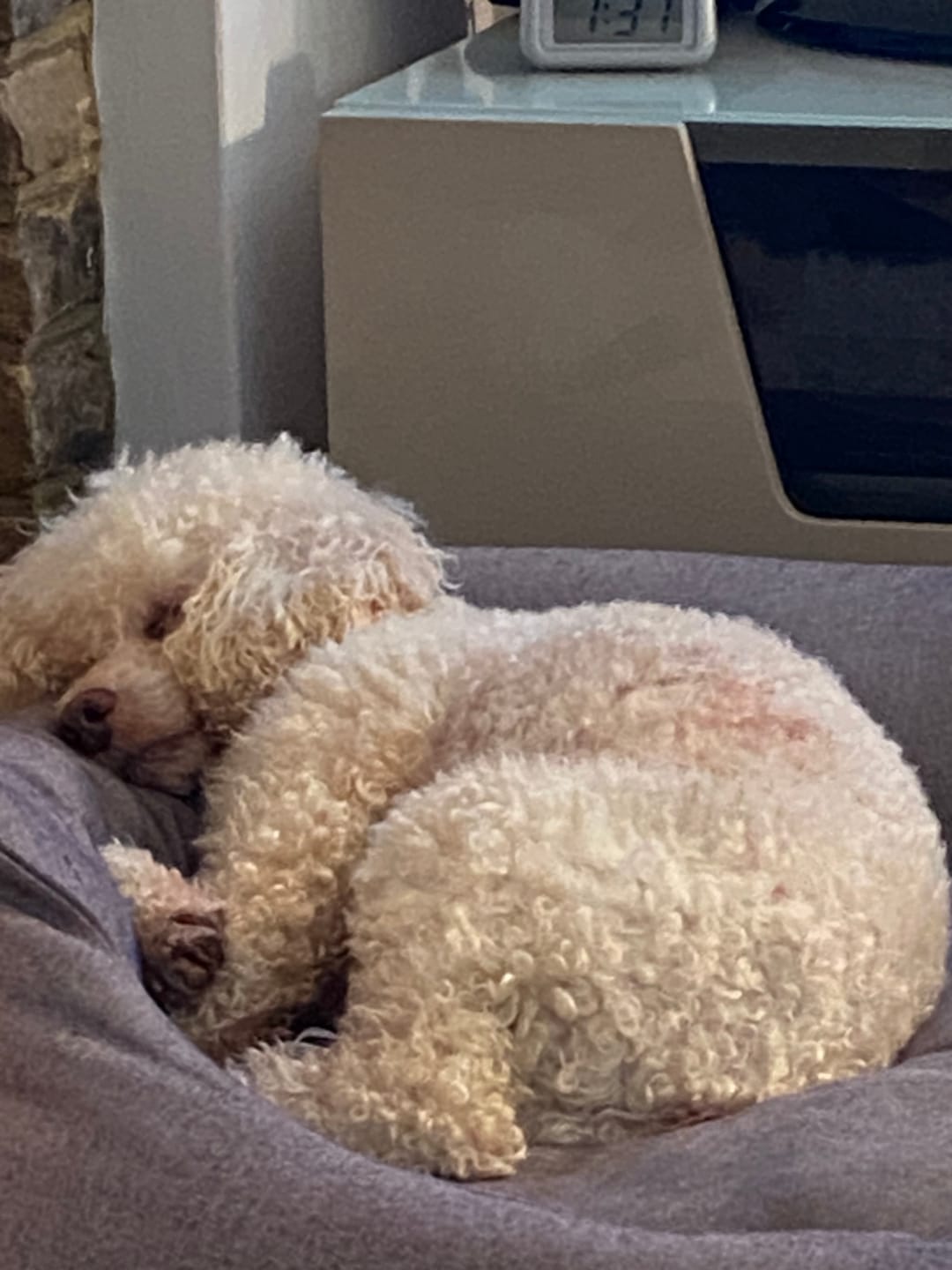 Customer photo review of Total Urinary Care Supplement For Dogs