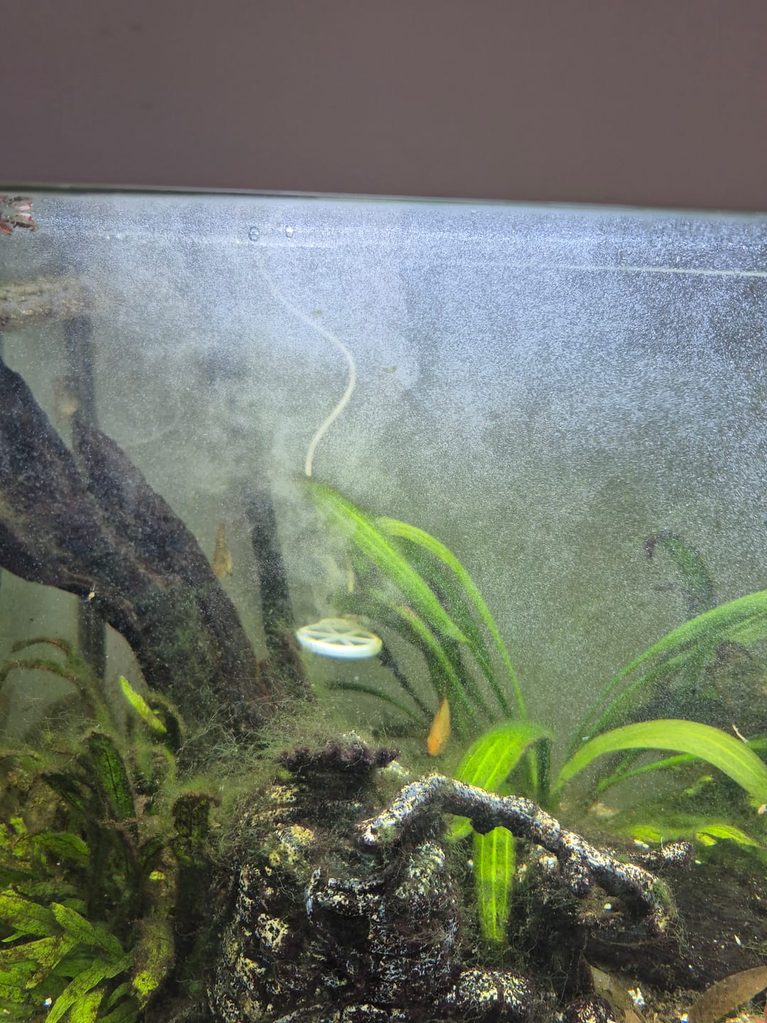 Customer photo review of Anti-Algue Chihiros Doctor AQUATIC STUDIO
