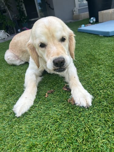 Customer photo review of Kangaroo Tendons - Natural Dental Chews!