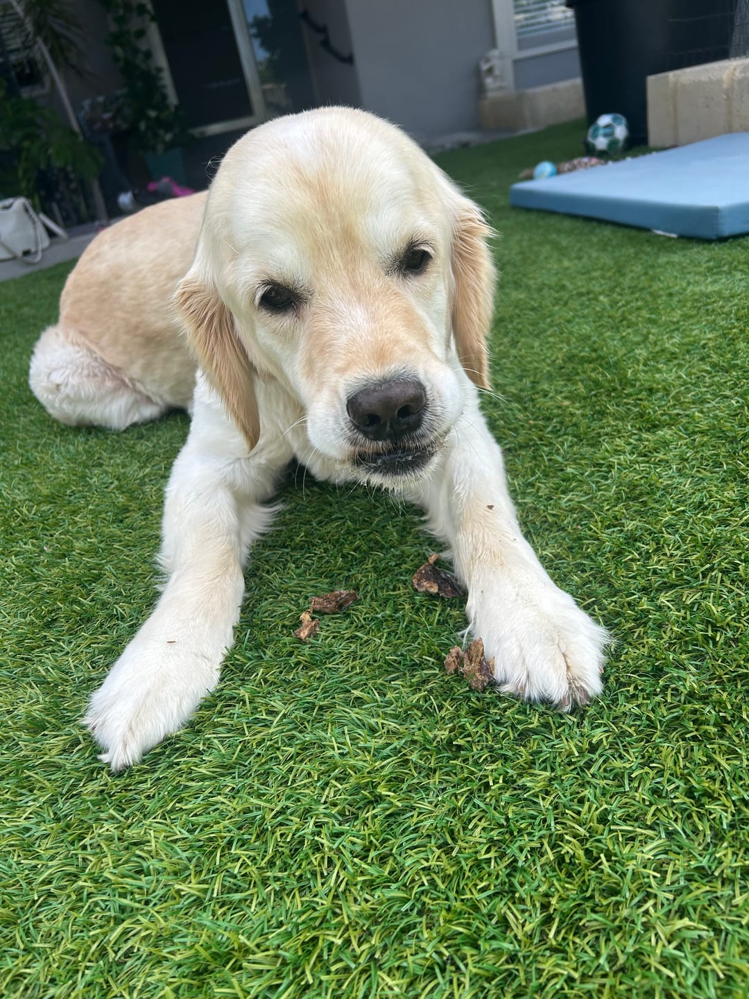 Customer photo review of Kangaroo Tendons - Natural Dental Chews!