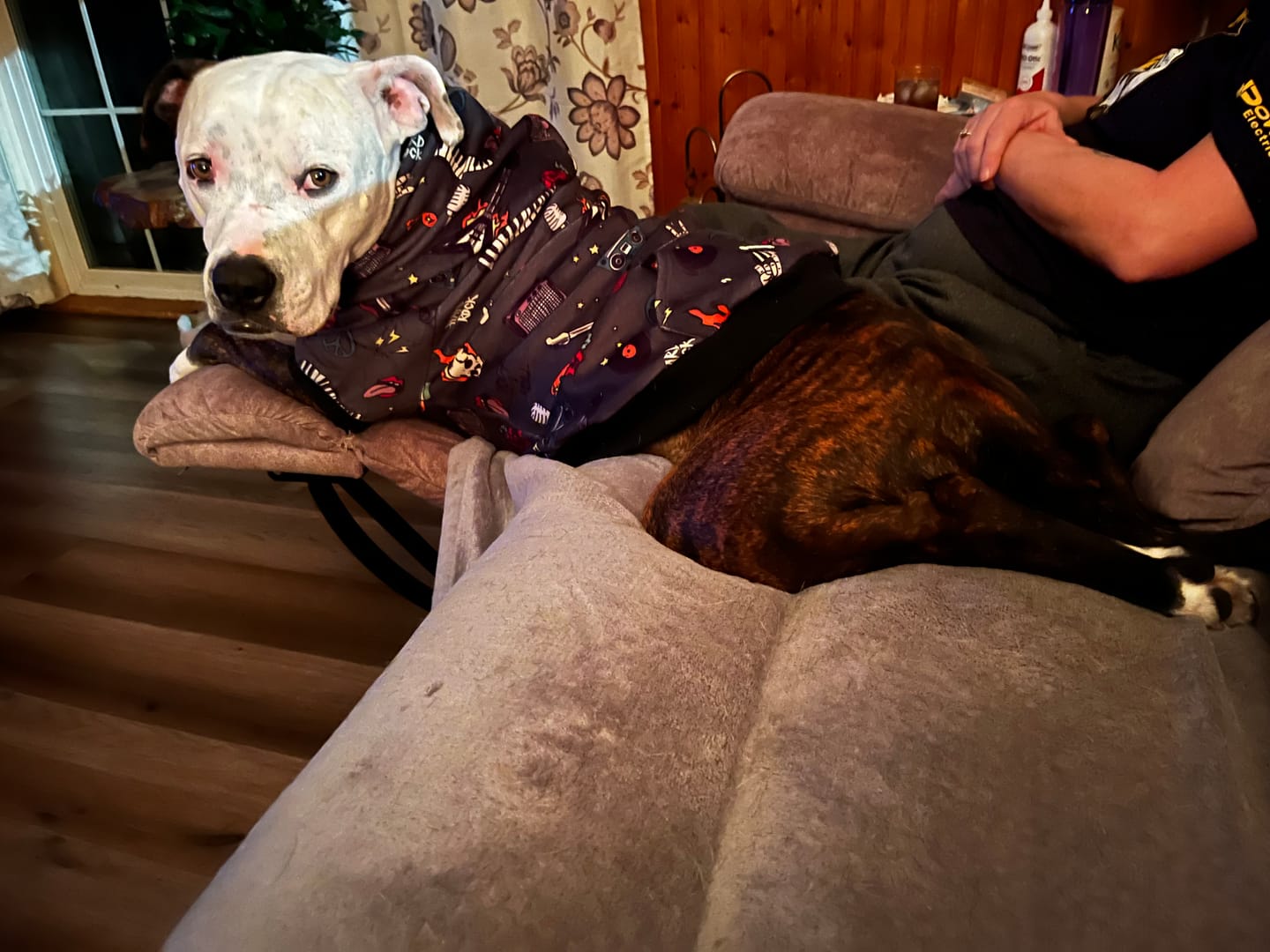 Customer photo review of Rock and Roll Dog Hoodie