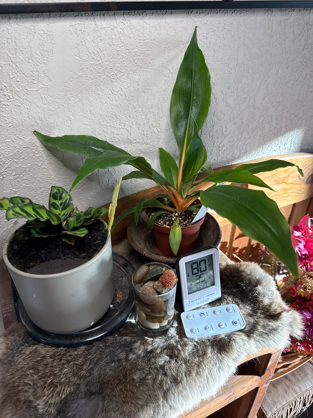 Customer photo review of Chlorophytum 'Fire Flash' 'Mandarin Orange'