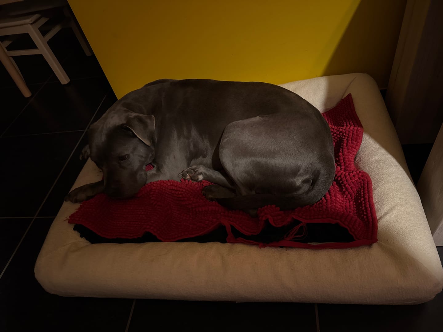 Customer photo review of Pet Perfect Orthopedische Hondenmand - Model 2