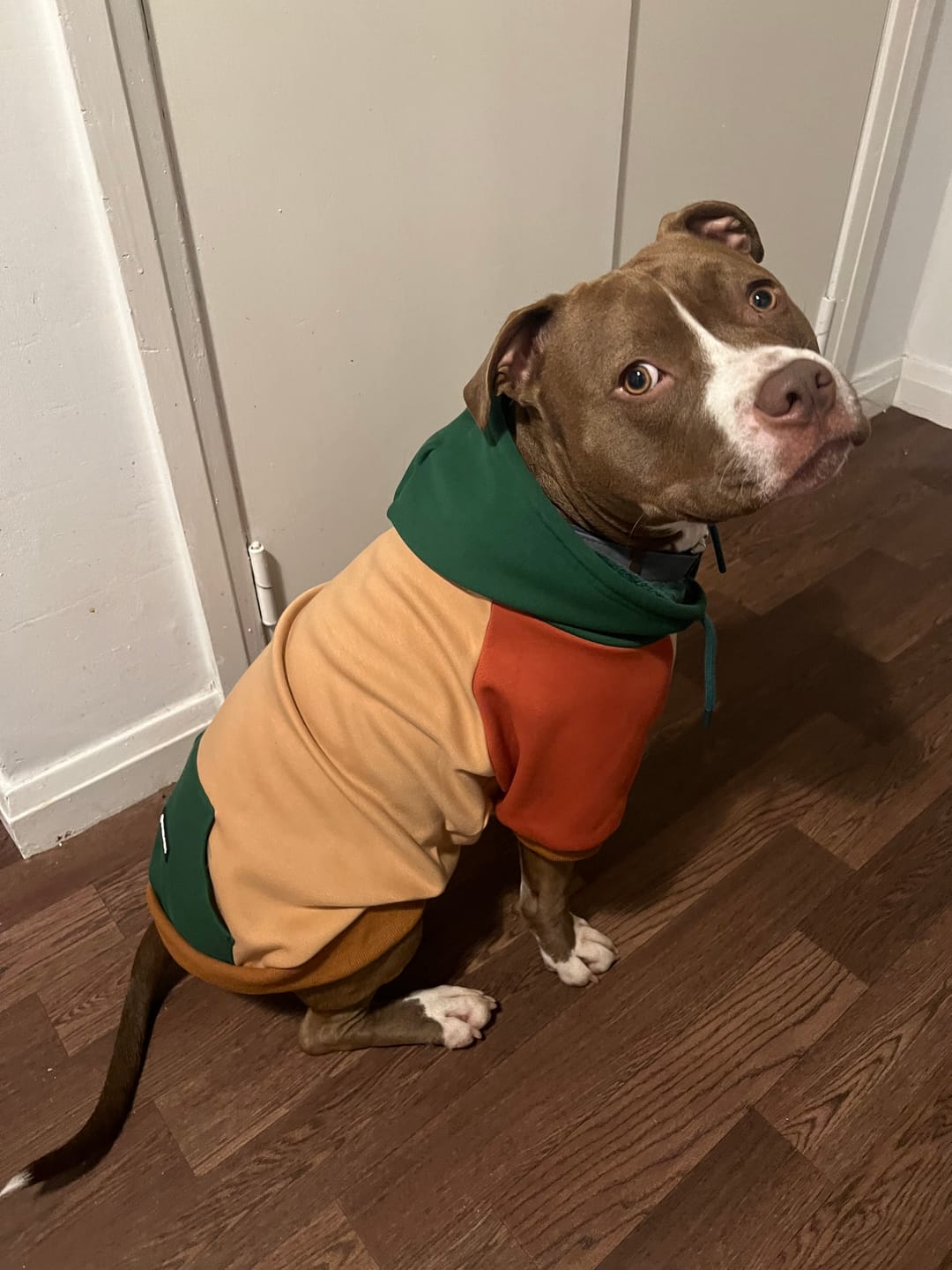 Customer photo review of Ranger Dog Hoodie