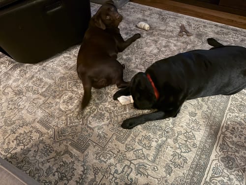 Customer photo review of Beef Cheek Rolls