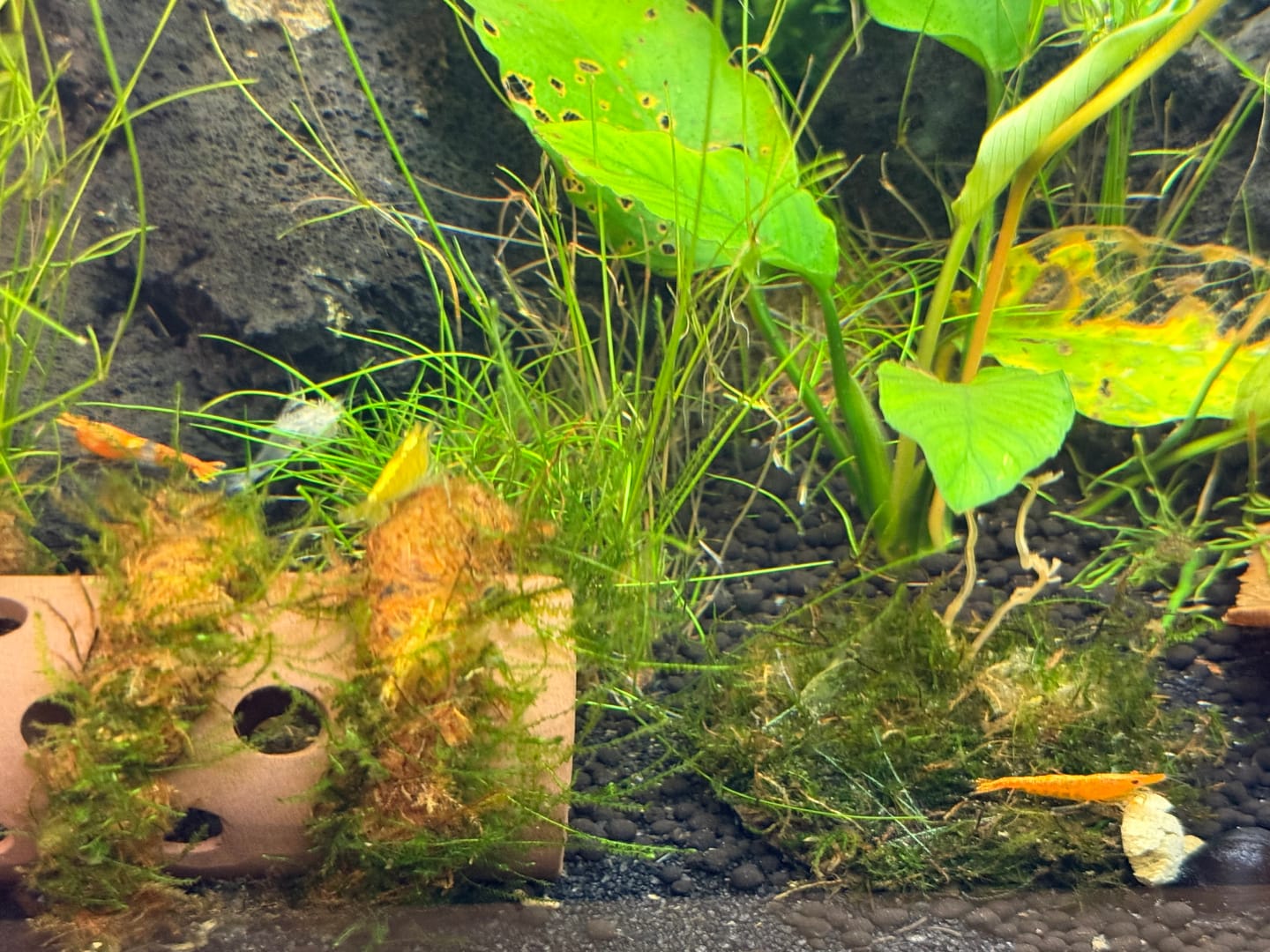 Customer photo review of Orange Rili Shrimp