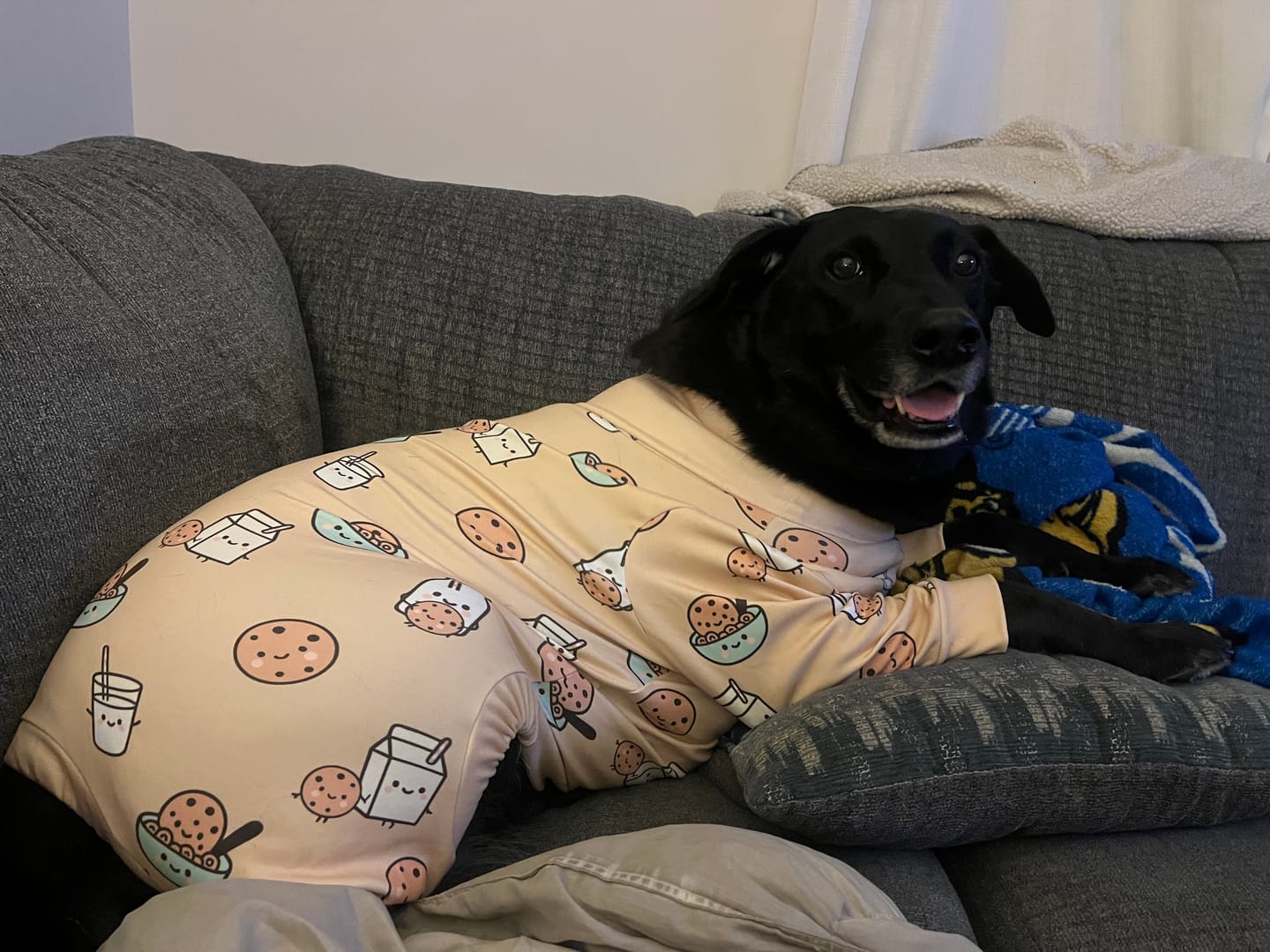 Customer photo review of Dog Pajama - Cookies and Milk