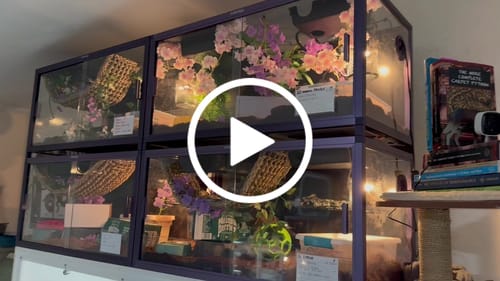 Customer video review of Reptile Enclosure 1'' Stackers/Spacers (Set of 4) Only for 50/85/120 Gallon