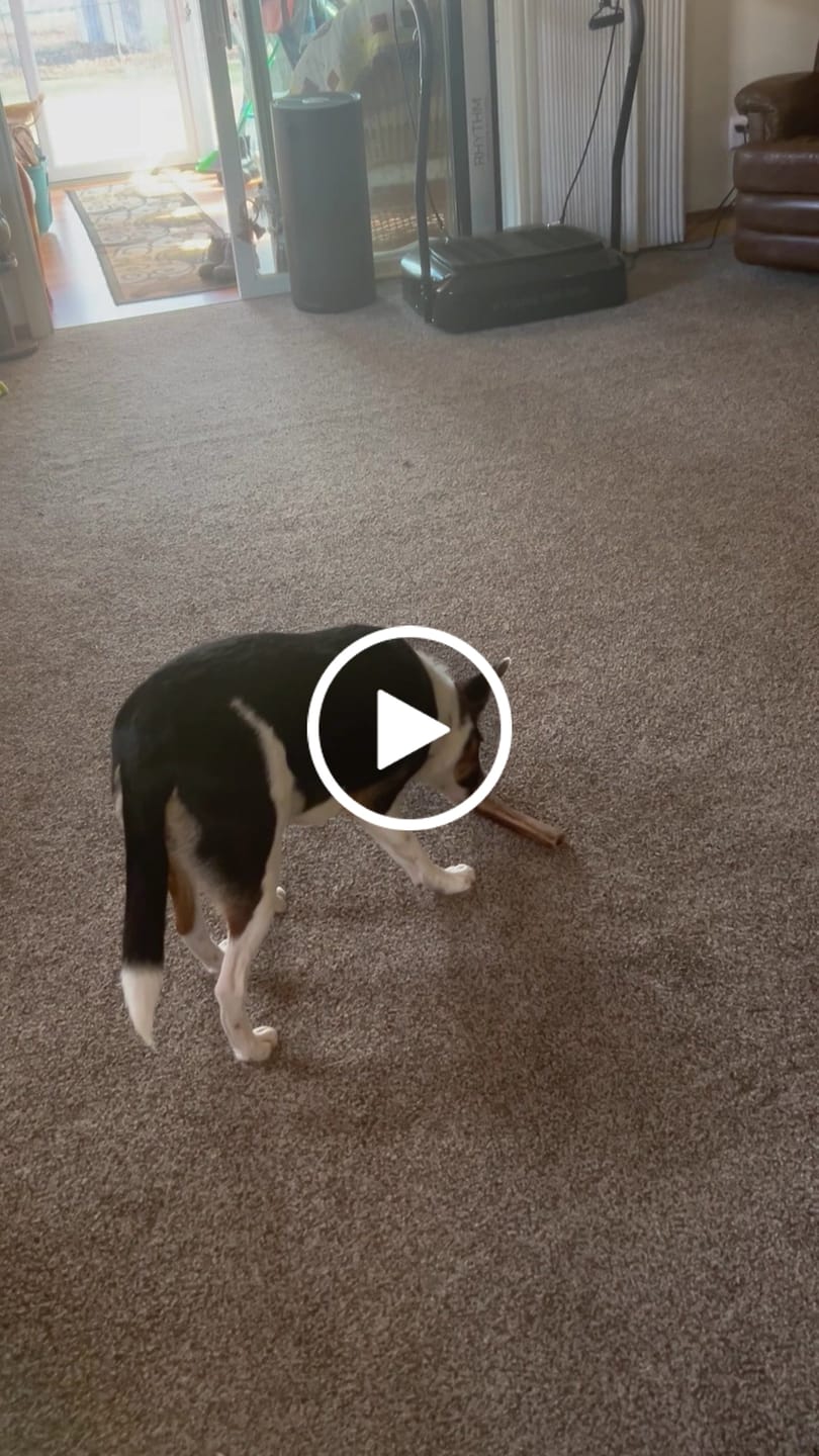 Customer video review of Ostrich Chunky Bones (5" x 2" - 2 Pack): The Long-Lasting, Flavor-Packed Bones for Medium to Large Dogs