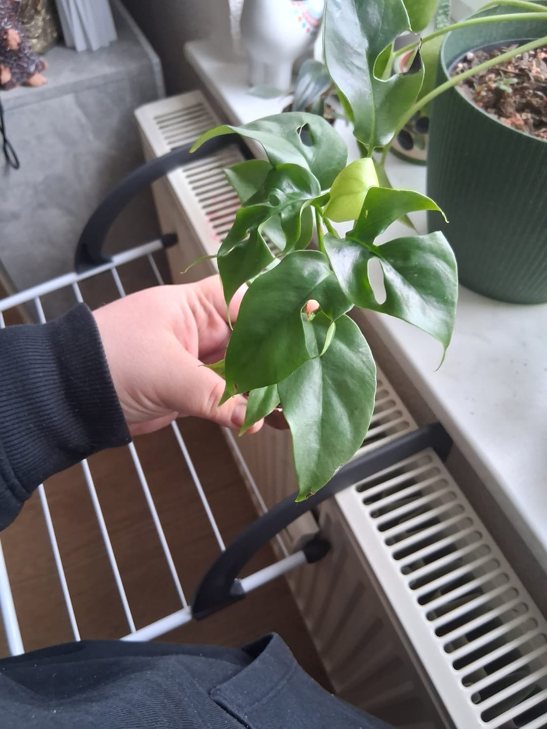 Customer photo review of MONSTERA MINIMA