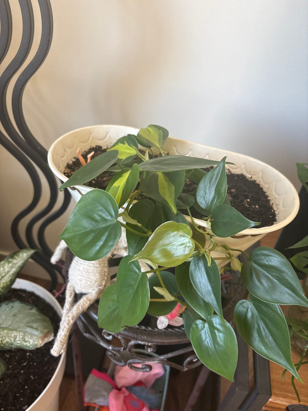 Customer photo review of Organic Neem Oil