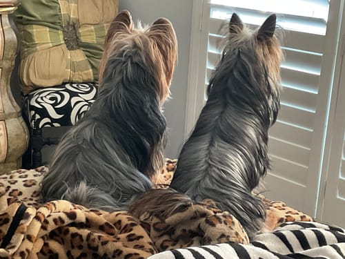 Customer photo review of Bugsy's Air-Dried Beef