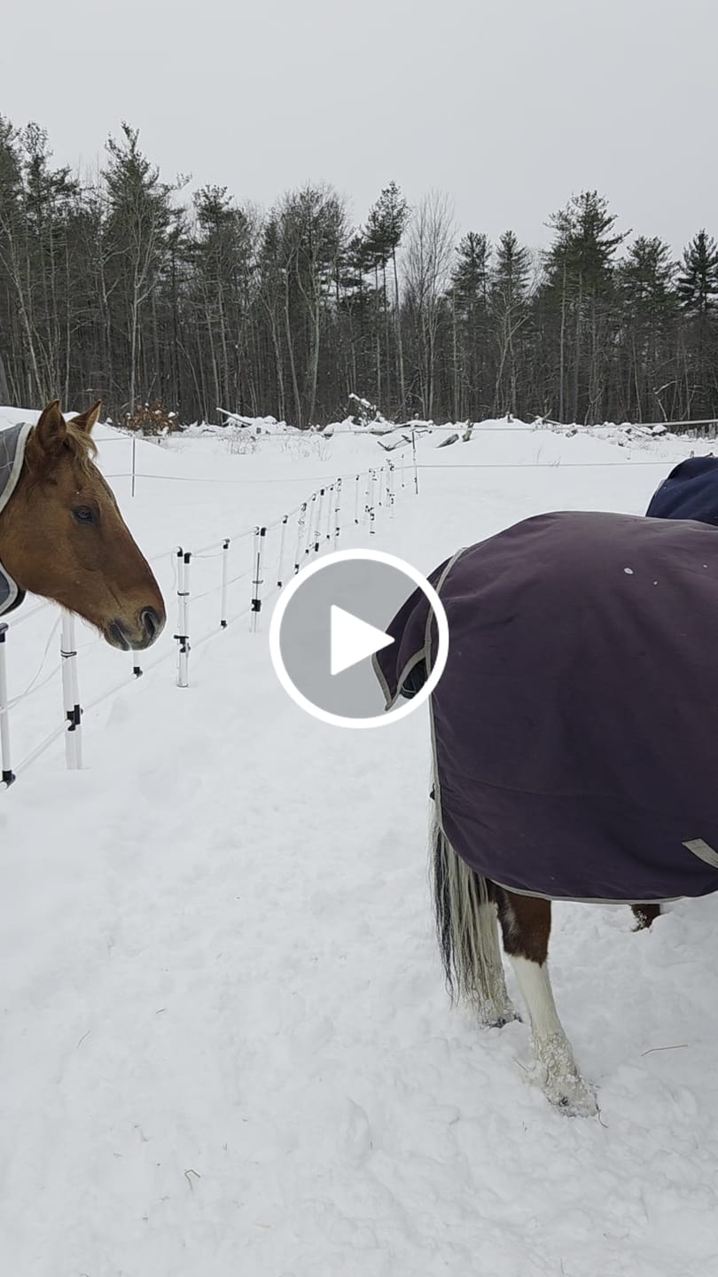 Customer video review of Ready Made Portable Electric Horse Corral Fencing: (Electric EconoLine 10+2=12 Panels; 2 Rails)