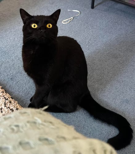 Customer photo review of Fit Litter