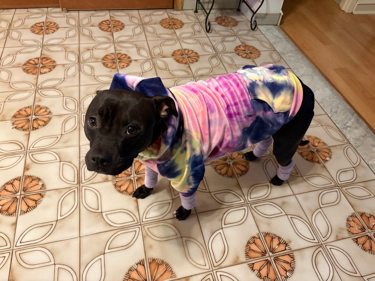Customer photo review of Stretchy Fleece Dog Leg Warmer Sleeves - Purple