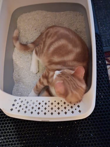 Customer photo review of 1 month supply - 4 Cats