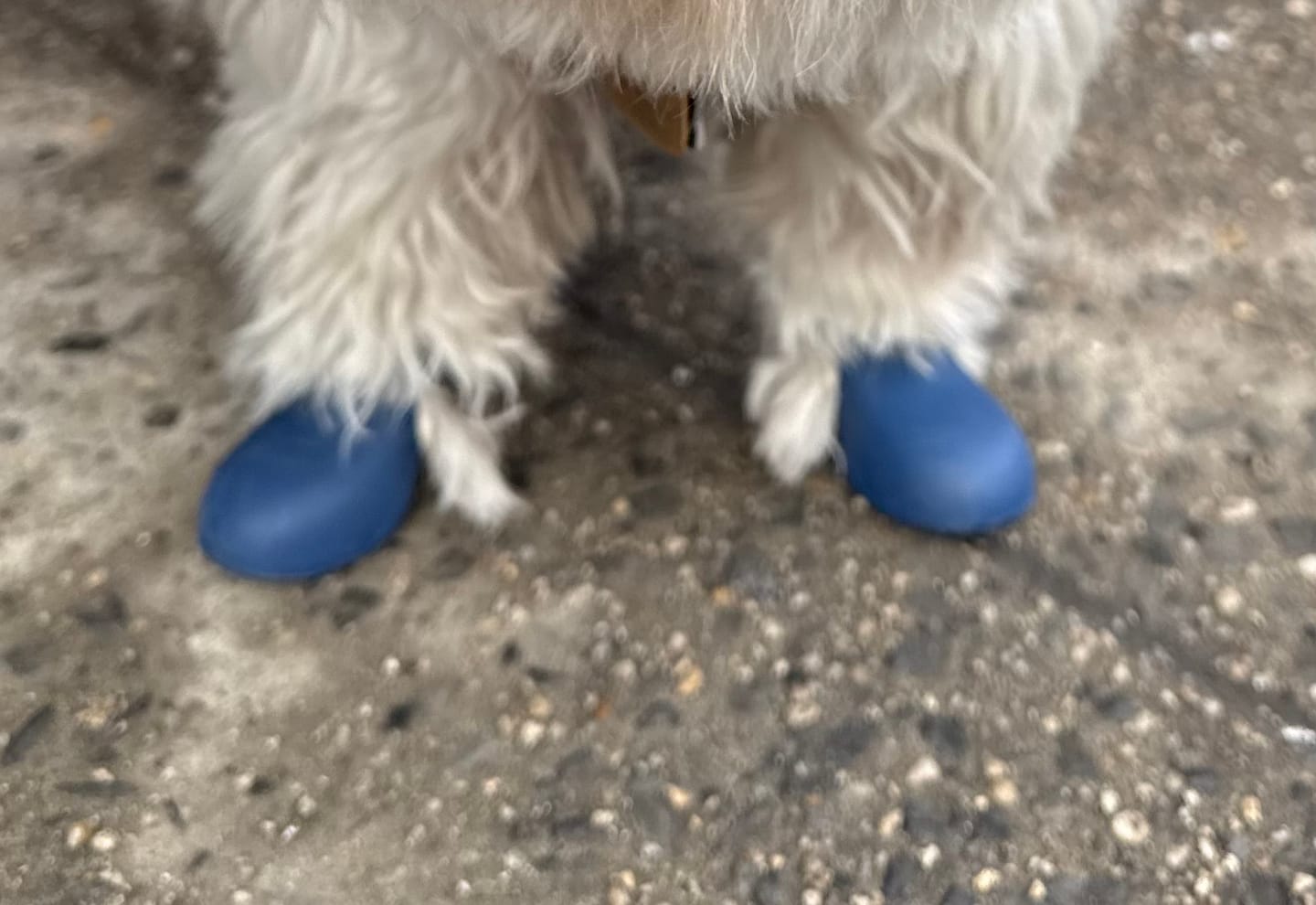 Customer photo review of WagWellies® by wagwear