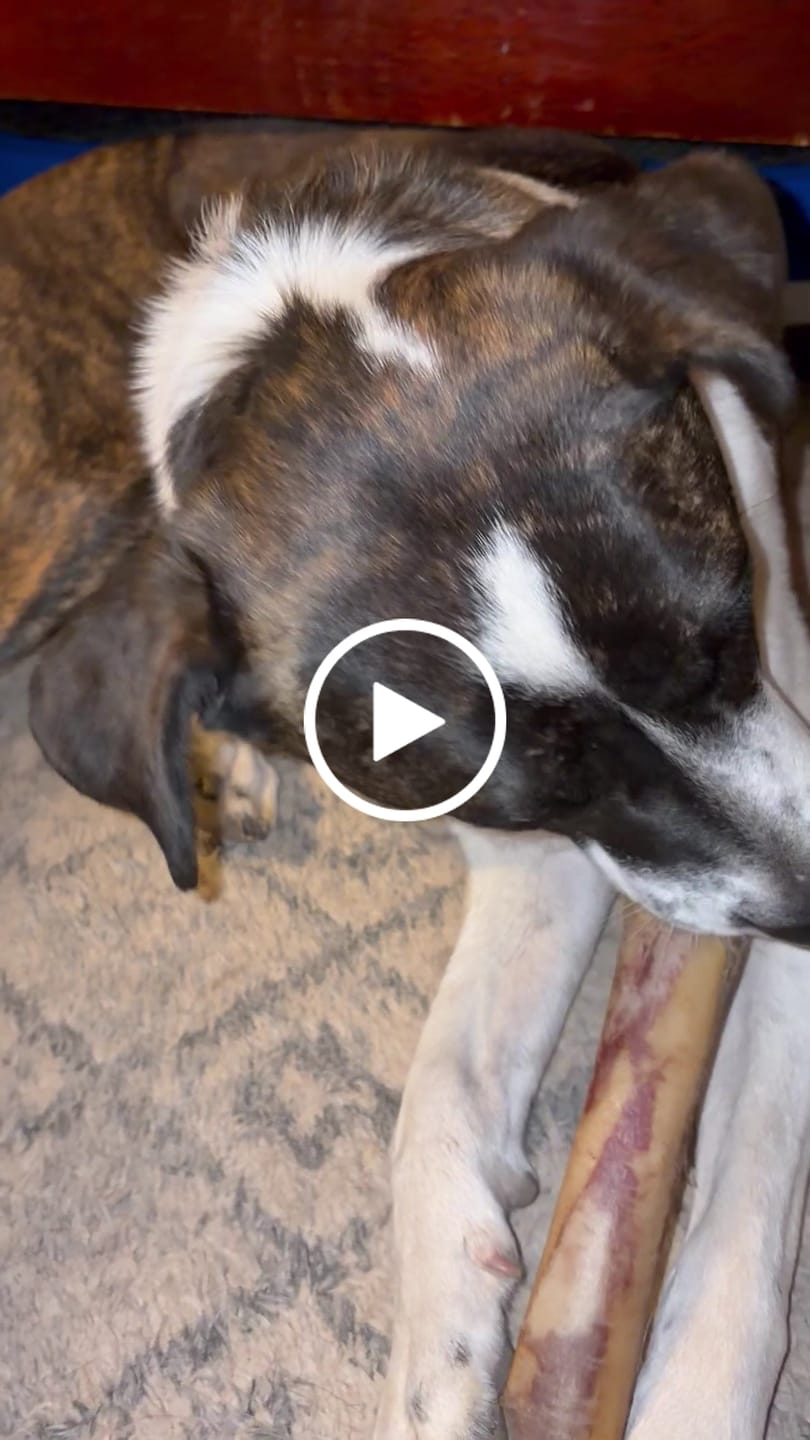 Customer video review of Large Ostrich Cane (11.5" x 5"): The Ultimate Long-Lasting Chew for Medium, Large & XL Dogs