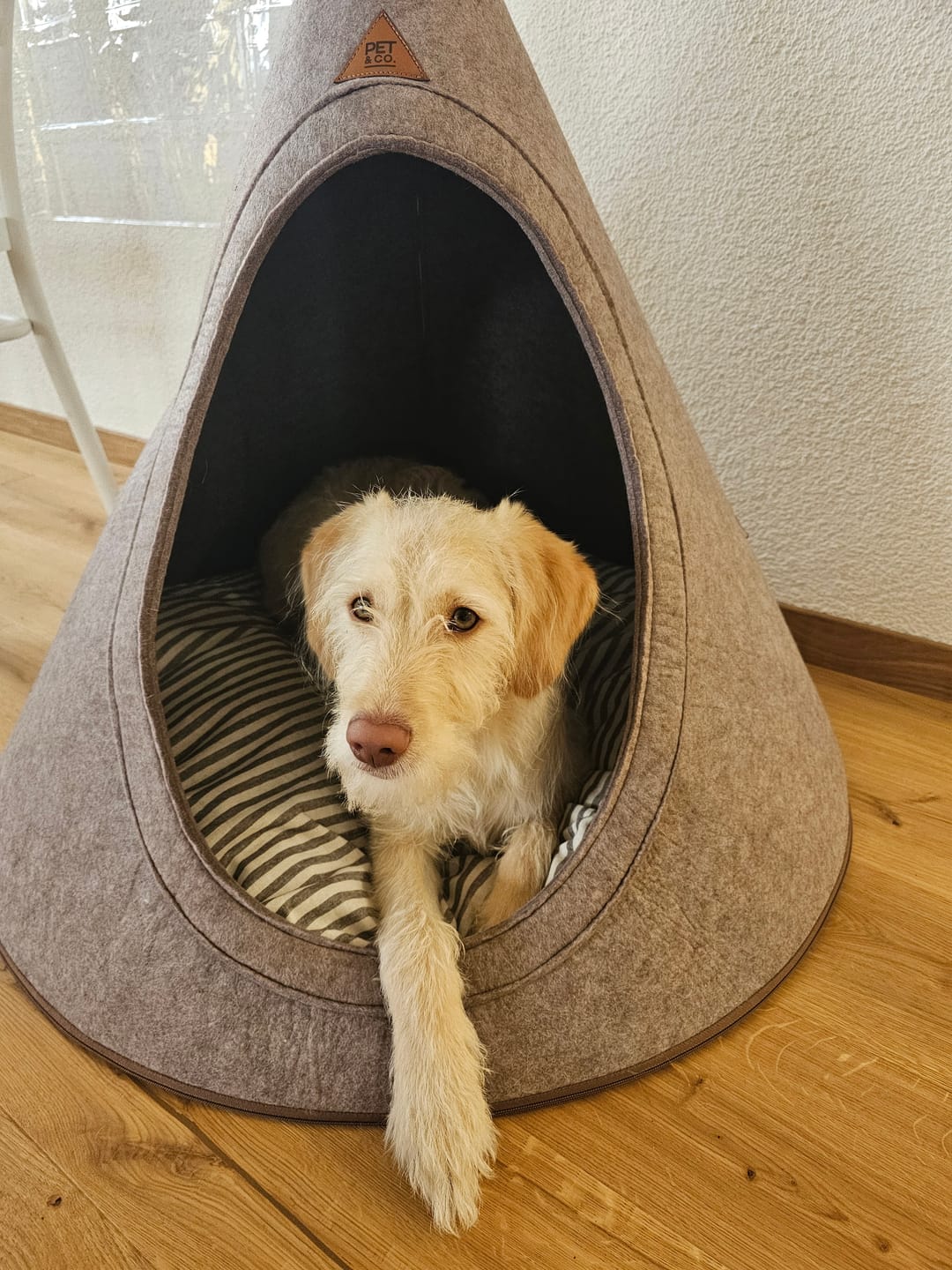 Customer photo review of Tonto - Luxury Dog Tipi